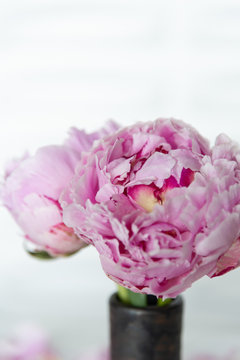 Pink Peonies  Closeup Blooming Summer Flowers White Background Modern Romantic Styled Floral Arrangement