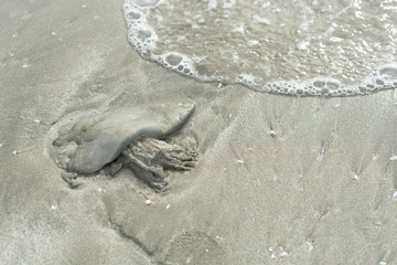 dead jellyfish on beach sand with foamy waves. concept of marine life and nature