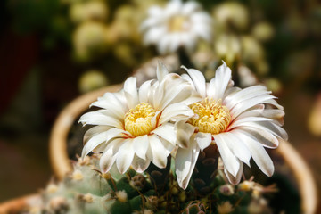 beautiful white flowers of blooming cactus Gymnocalycium schroederianum