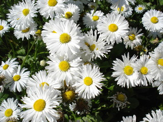 field of daisies
