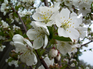 blooming cherry tree in spring