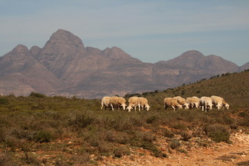 White Dorpers grazing in the arid Karoo vegetation with the Cockscomb mountain peak in the...