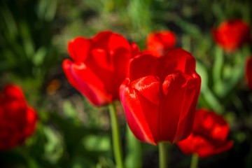 Blooming tulip, red flower