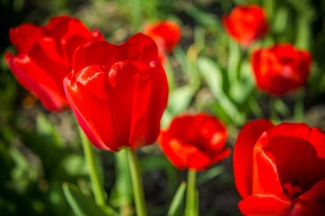 Blooming tulip, red flower