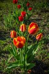 Blooming tulip, red flower