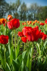 Blooming tulip, red flower