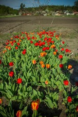 Blooming tulip, red flower
