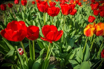 Blooming tulip, red flower