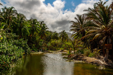 Fototapeta na wymiar palm trees on the river
