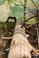 trunk of a tree in a forest