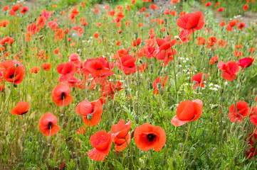 Blühendes Mohnfeld  im Sommer