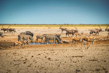 Fototapeta na wymiar Zebras, springboks and kudus at a waterhole, in Etosha National Park, Namibia, Africa