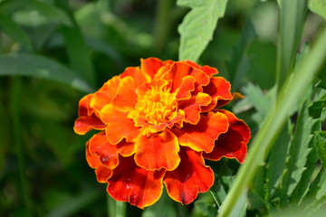 red flower in the garden,marigold