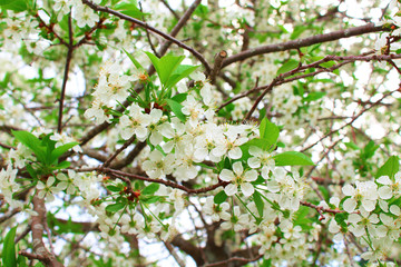Blooming apple trees in the garden. Close-up. Background. Texture.