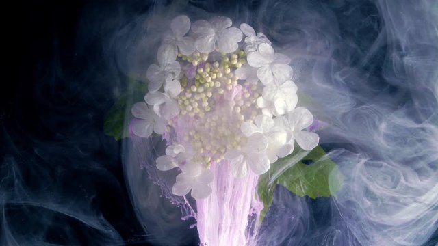 Close up of blooming white flowers of the plant Viburnum opulus (guelder rose, water elder, cramp bark, snowball tree, European cranberrybush).
