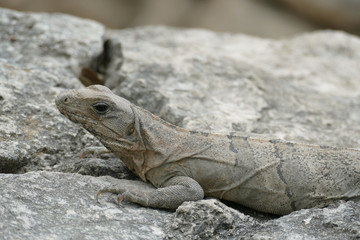 Black Iguana Camouflaged Against Rocks