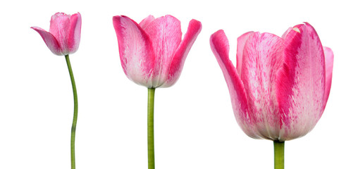 Pink tulip flowers close-up isolated on white background