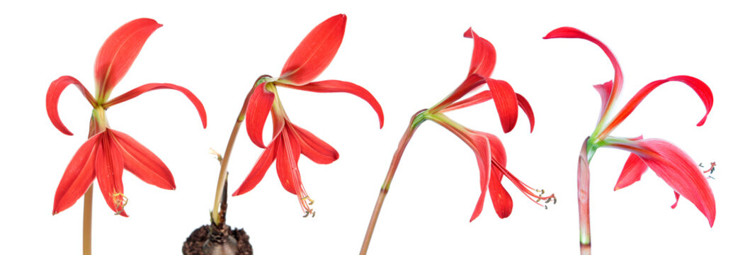 Set of Red flowers of Sprekelia formosissima or Aztec lily isolated on white background