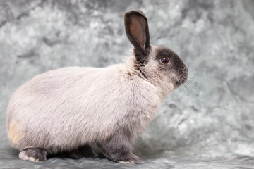 Lop Rabbit