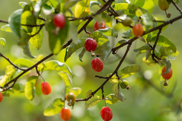 Fruit of silverberry, on the branch