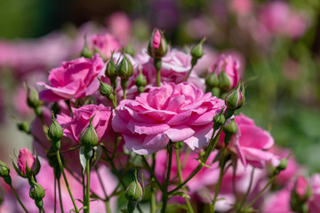 Pink roses flowers and buds