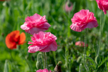 Pink flower of corn poppy, Papaver rhoeas