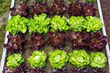 Bio-Salate