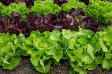 Bio-Salatbeet