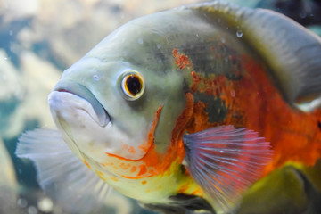Red-Bellied Piranha with red scales swims underwater