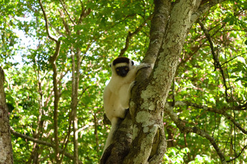 ベロ―シファカ