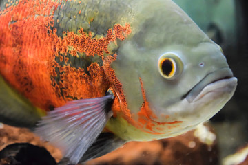 Obraz na płótnie Canvas Red-Bellied Piranha with red scales swims underwater