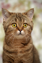 striped British cat with yellow eyes