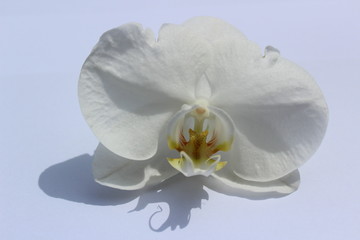 orchid flower white isolated