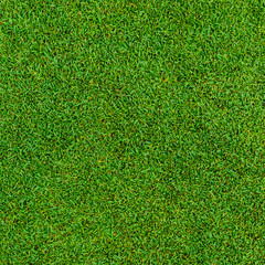 Fototapeta premium Background and texture of Beautiful green grass pattern from golf course