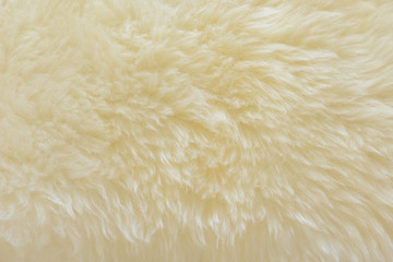 background and textured of real white cream wool sheep