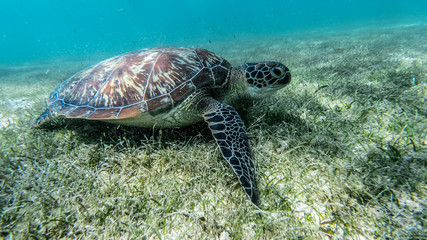 Obraz premium Sea turtle swims in sea water, Olive green sea turtle closeup. Wildlife of tropical coral reef, Aquatic animal underwater photo.