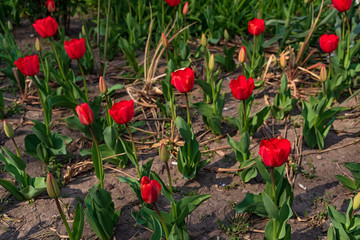 Red tulips in the garden