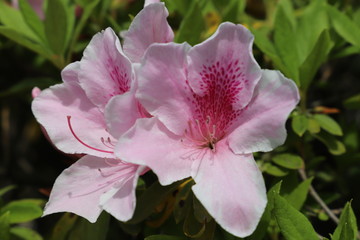 公園に咲く花　ツツジ