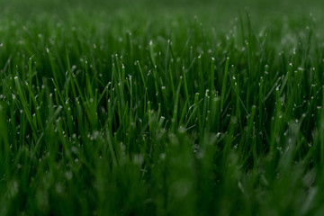 Green grass texture. Summer green background
