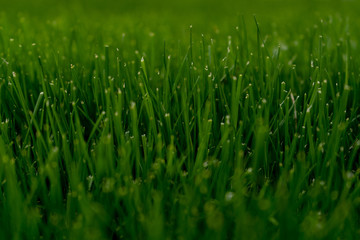Close-up. Green grass texture. Summer green background