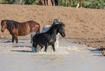 Wild Horses at a Utah Desert Waterhole