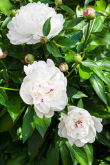 Close-up of white peony on green garden background