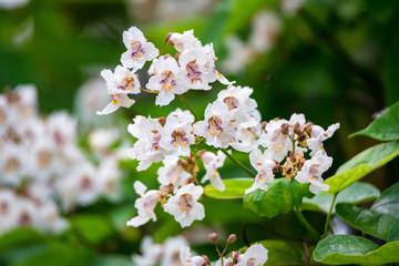 Close up blooming Catalpa bignonioides tree with white flowers