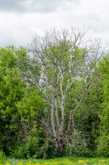 dry tree among green trees in cloudy weather