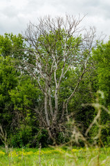 dry tree among green trees in cloudy weather