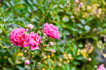 Flowers of climbing roses closeup in sunny summer day