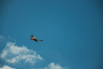 Large bird flying in the sky at the Monfrague National Park