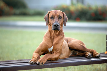 Portrait of a rhodesian ridgeback in the city park.