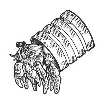 Hermit crab sea animal in tin can sketch engraving vector illustration. Scratch board style imitation. Black and white hand drawn image.