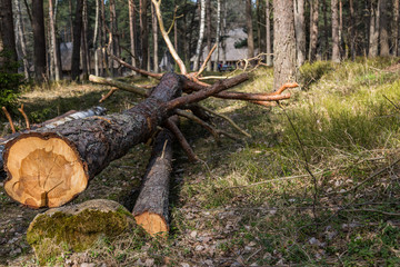 Logs in the forest